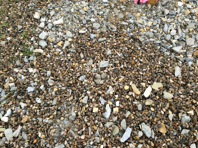 Hitting the ground running…the life of a killdeer Great Parks of