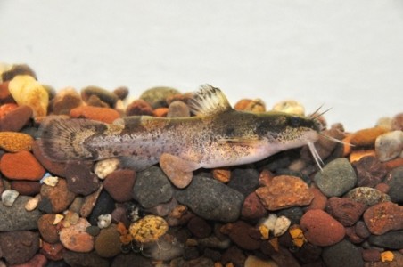 scioto catfish madtom brindled