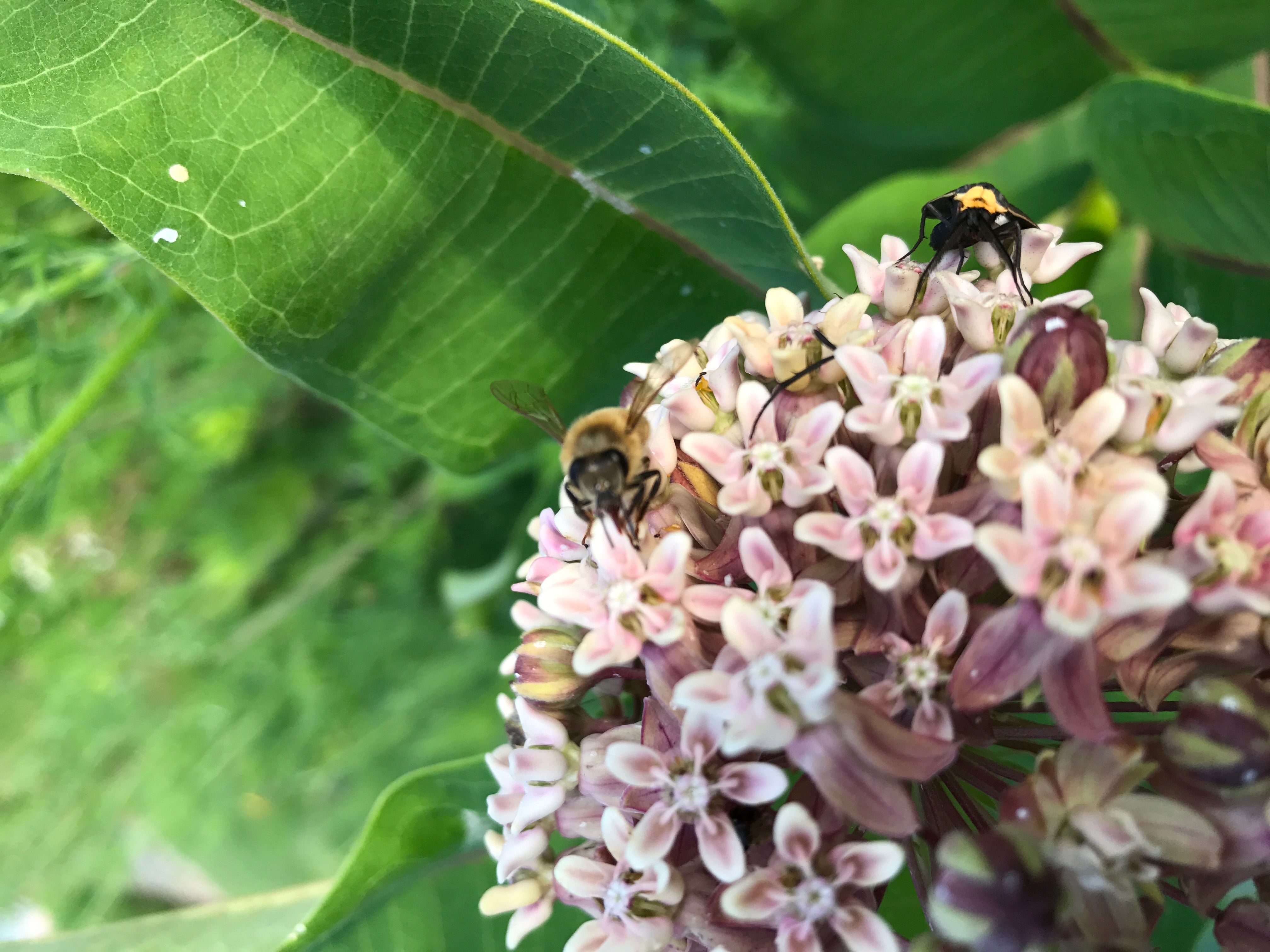 What Is Milkweed Plant Good For