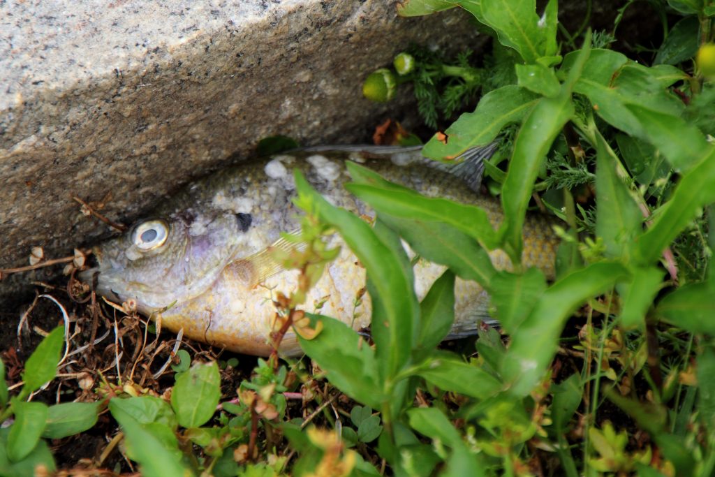 How Your Dog's Poop Can Kill a Fish Great Parks of Hamilton County Blog
