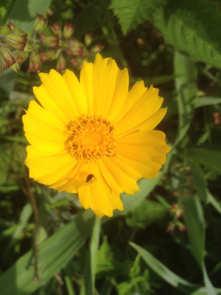 Lanceleaf Coreopsis