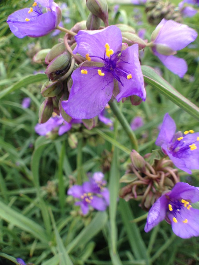 Ohio Spiderwort
