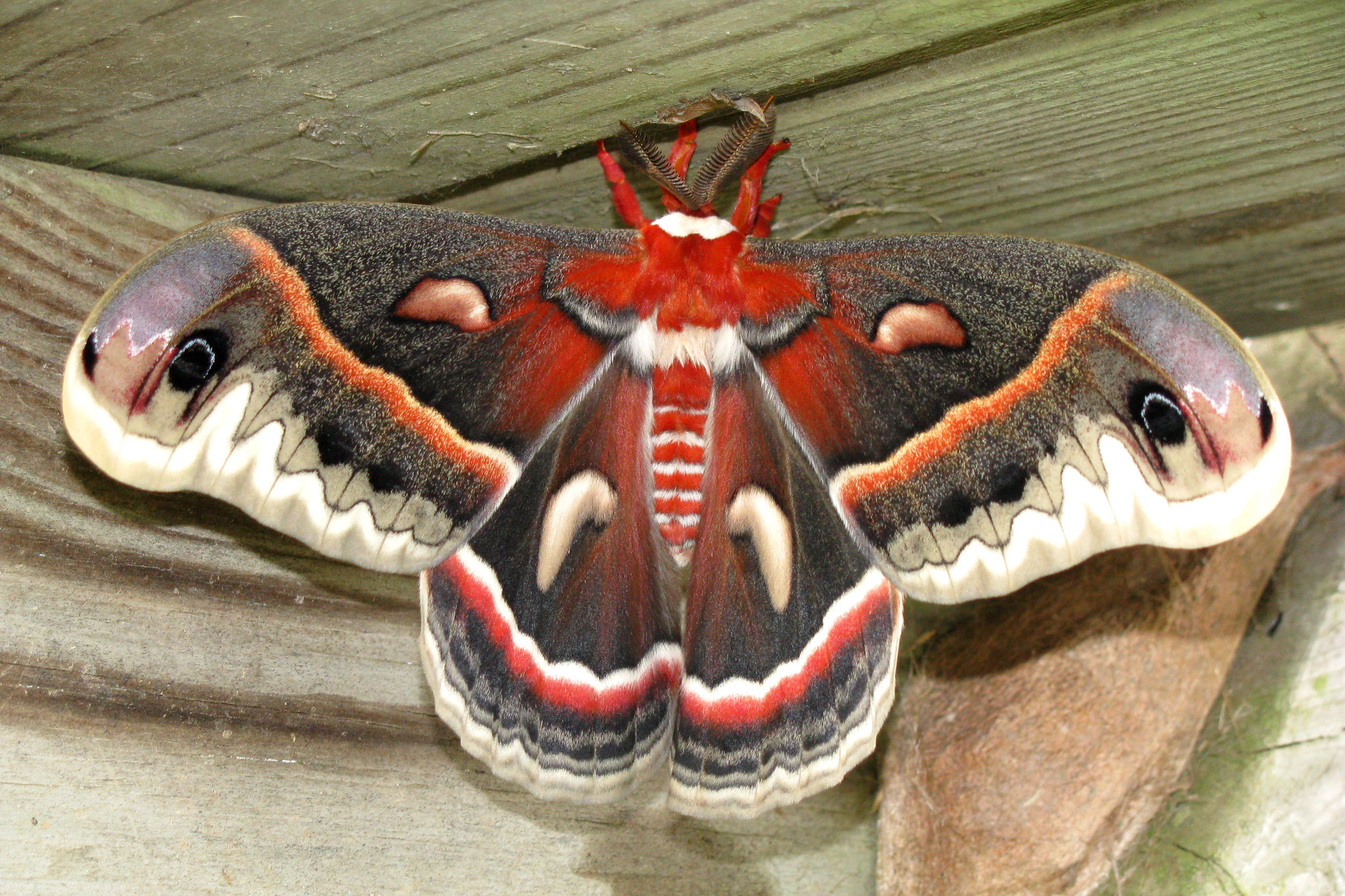 common moths in illinois        <h3 class=